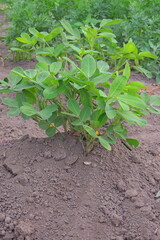 plant in the garden