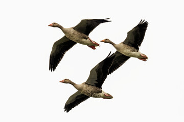 Greylag geese in flight on a white background