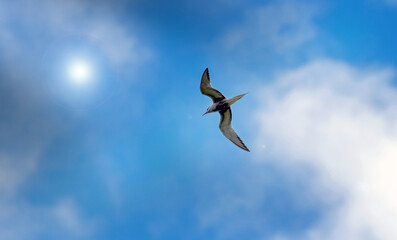 common tern flying against the blue sky