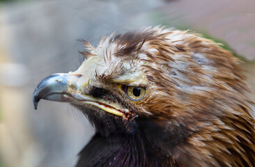 The head of a Steppe eagle with a curved beak and sharp eyes on a clear sunny day. Birds, ornithology, ecology.