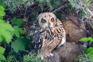 A swamp owl with beautiful bulging eyes sitting on a stone in the bushes on a clear sunny day....