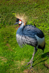Fototapeta premium An oriental crowned crane standing in a clearing on a clear sunny day. Birds, ornithology, ecology.