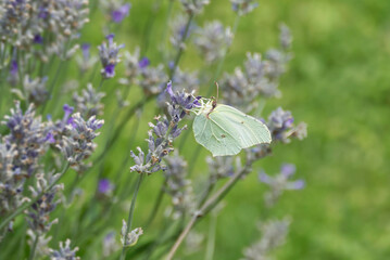 Common brimstone butterfly (Gonepteryx rhamni) sitting on lavender in Zurich, Switzerland