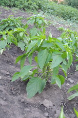 lettuce in the garden