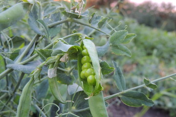 peas in a pod