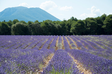 Blooming lavender fields in the sun .Provence, France.