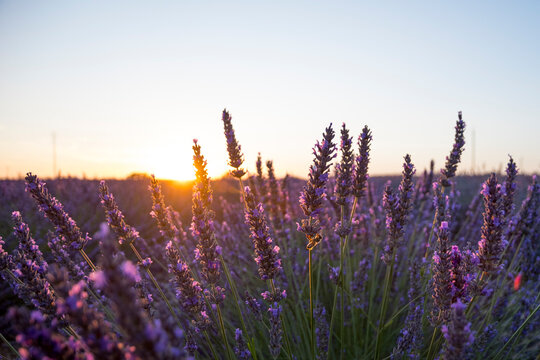 Blooming lavender fields in the sun .Provence, France.