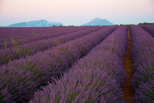 Blooming lavender fields in the sun .Provence, France.