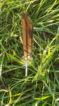 Bird feather on grass