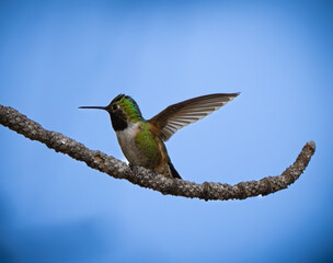 hummingbird resting in nature