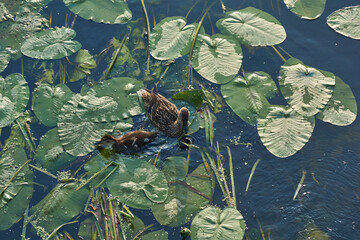 Mallard duck and ducklings. The duck family feeds among the water lilies on the river.