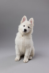 Close-up of White Swiss Shepherd puppy looking at the camera, isolated on grey.