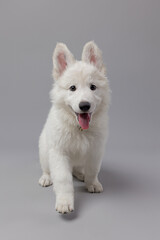 Close-up of White Swiss Shepherd puppy looking at the camera, isolated on grey.