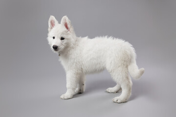 Close-up of White Swiss Shepherd puppy looking at the camera, isolated on grey.
