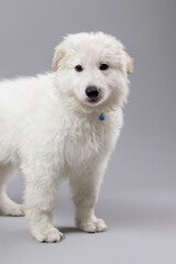 Close-up of White Swiss Shepherd puppy looking at the camera, isolated on grey.