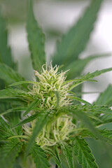 Cannabis blossom close up modern high quality print medical marihuana super lemon haze family cannabaceae big size instant download stock photography