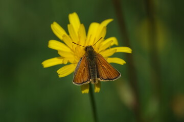 small skipper butterfly (Thymelicus sylvestris)