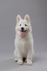 Close-up of White Swiss Shepherd puppy looking at the camera, isolated on grey.