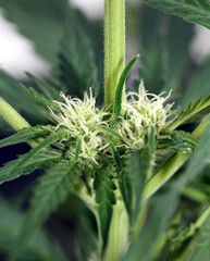 Cannabis blossom close up modern high quality print medical marihuana super lemon haze family cannabaceae big size instant download stock photography