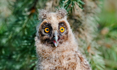 great owl