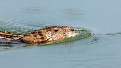 otter in the water