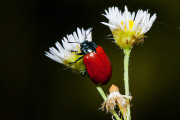 ladybird on a flower