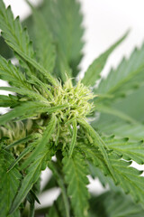 Cannabis blossom close up modern high quality print medical marihuana super lemon haze family cannabaceae big size instant download stock photography