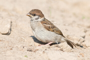female house sparrow