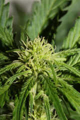 Cannabis blossom close up modern high quality print medical marihuana super lemon haze family cannabaceae big size instant download stock photography