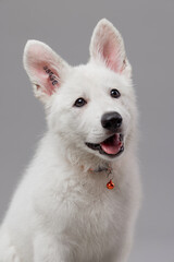 Close-up of White Swiss Shepherd puppy looking at the camera, isolated on grey.