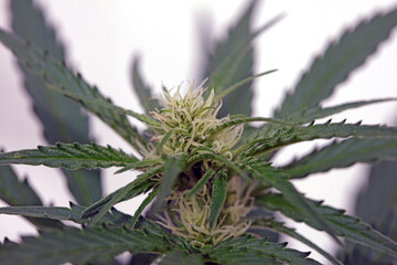 Cannabis blossom close up modern high quality print medical marihuana super lemon haze family cannabaceae big size instant download stock photography
