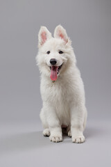 Close-up of White Swiss Shepherd puppy looking at the camera, isolated on grey.