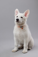 Close-up of White Swiss Shepherd puppy looking at the camera, isolated on grey.