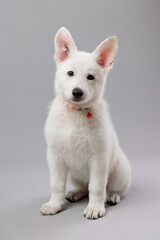 Close-up of White Swiss Shepherd puppy looking at the camera, isolated on grey.
