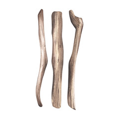 Dried tree branches. Driftwood. Watercolor illustration of wooden old faded boards. Sticks washed with salt water. Isolated white background