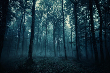 Obraz premium A dark forest with trees and a foggy atmosphere
