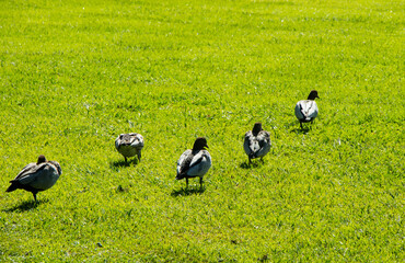 Passaros no parque ou na grama em Brisbane, Austrália