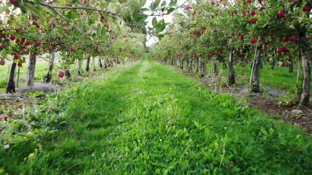 Flying in apple orchard, France. Ripe red apples ready to pick at harvest time. Cultivar Braeburn.

