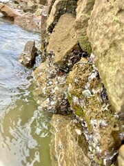River touching the stones 