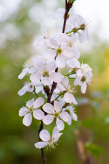 Obraz premium Blooming cherry tree in the spring garden