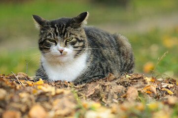 Tabby cat on a pile of autumn leaves with a sly smile on his face