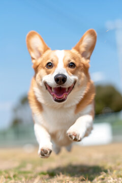 Brown and white pembroke welsh corgi running towards the camera in the park with its tongue out