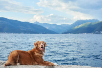 Fototapeta premium A Nova Scotia Duck Tolling Retriever dog lies on a stone ledge by the sea with mountains in the background