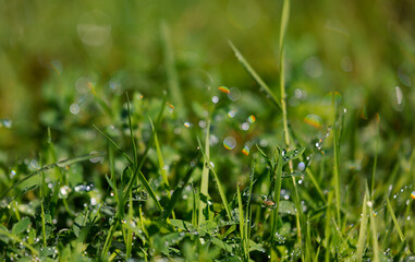 Close-up of dew drops on blades of grass in the morning sunlight. Dewy grass blades with a blurred background.