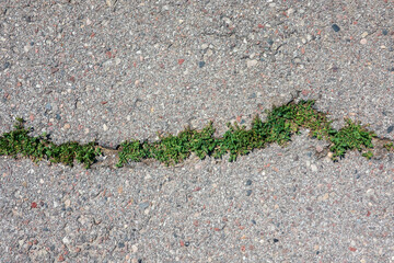 Close-up of old grey concrete surface. There is a rough crack in the middle with young grass growing in it. Background. Texture.
