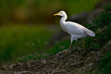 Western cattle egret // Kuhreiher (Bubulcus ibis) - Griechenland / Greece