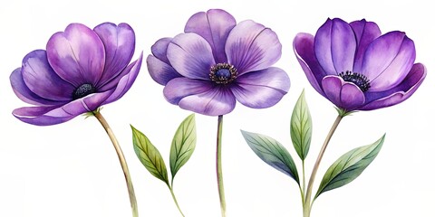 Purple Watercolor Anemone Flowers with Green Leaves, watercolor painting, botanical illustration, floral art, anemone, flower, illustration