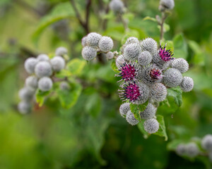 Woolly Burdock - Arctium Tomentosum - close-up view. Close up of arctium tomentosum aka woolly...