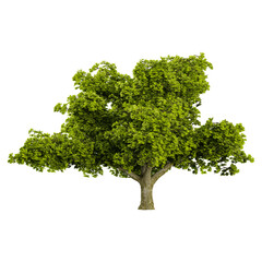 3D rendering of Oak Tree in transparent canvas