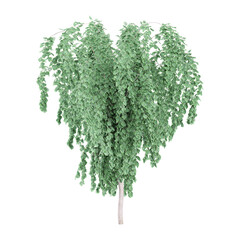 Naklejka premium 3d rendering of Beech plant